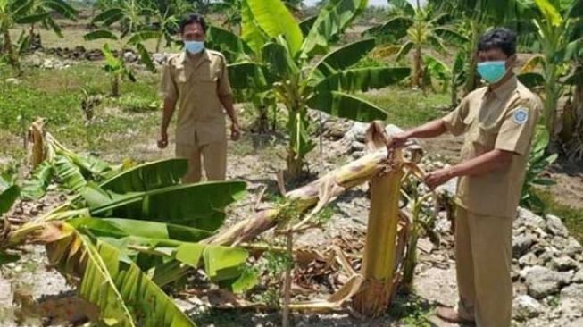 Puluhan Pohon Pisang Siap Panen Rusak, Gegara Viral 'Salam dari Binjai'