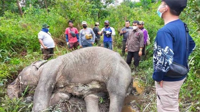 Gajah Mati Ditemukan di Pelalawan, BBKSDA Riau Ungkap Penyebabnya