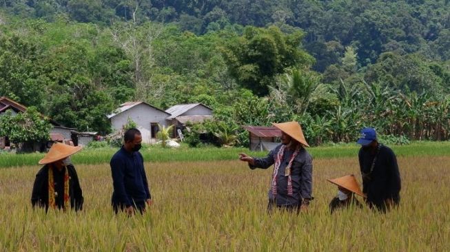 Produksi Gabah Kering Giling di Kalbar Sejak Januari Hingga September Turun 75 Ribu Ton