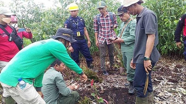 Bocah Perempuan Tewas Diduga Diterkam Harimau, Sempat Diseret Keluar Pondok