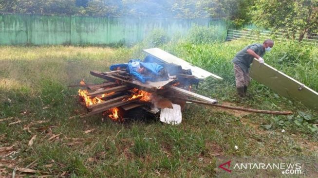 Harimau Sumatera Mati Akibat Manultrisi Kronis Dimusnahkan