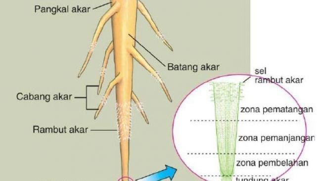 Pangkal akar. [dosenbiologi]