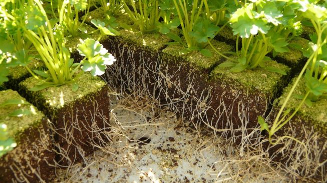 Mengenal Sifat, Struktur dan Fungsi Batang pada Tumbuhan