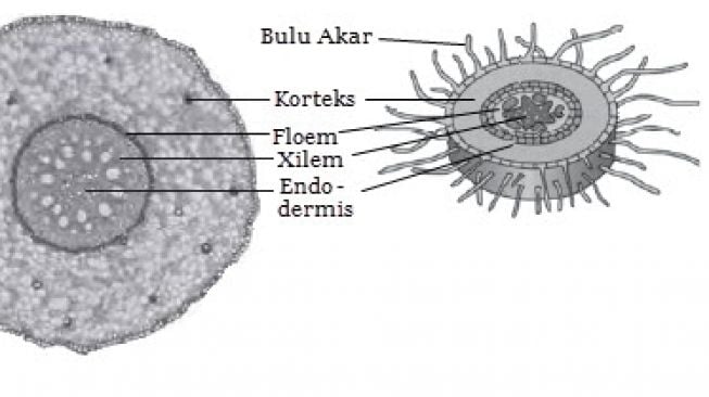 Bulu-bulu akar. [Mikirbae]