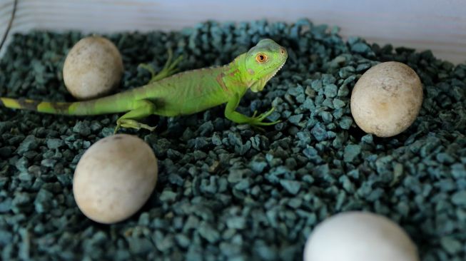 Bayi iguana yang baru ditetaskan dari hasil budi daya berada dalam kandang milik warga di Lohbener, Indramayu, Jawa Barat, Rabu (3/11/2021).  ANTARA FOTO/Dedhez Anggara
