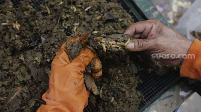 Petugas penanganan prasarana dan sarana umum (PPSU) membudidayakan ulat maggot untuk mengurai sampah organik di Tempat Pengolahan Sampah Terpadu Grogol Selatan, Kebayoran Lama, Jakarta, Kamis (4/11/2021). [Suara.com/Angga Budhiyanto]