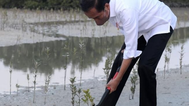 Kegiatan Hari Kedua Jokowi di NTB, Diawali Tanam Kayu Putih