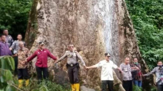 Wakil Bupati Agam Irwan Fikri dan Forkopimca Tanjungraya sedang berada di pohon terbesar di dunia, Kamis (4/11/2021). [Dok.ANTARA]