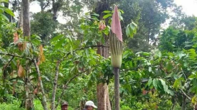 Bunga Bangkai Setinggi 4 Meter Tumbuh di Kebun Warga Agam