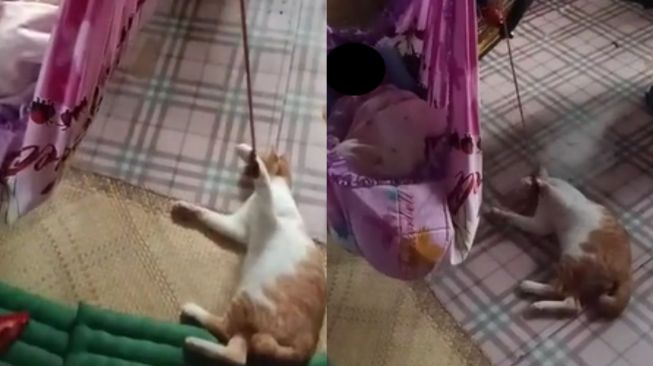 Viral Kucing Bantu Majikan Tidurkan Bayi, Tuai Pro Kontra Gara-gara Ini