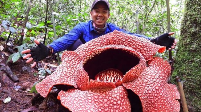 Rafflesia Arnoldii Tumbuh Subur di Hutan Sumsel, Tersebar di Lahat dan Muara Enim
