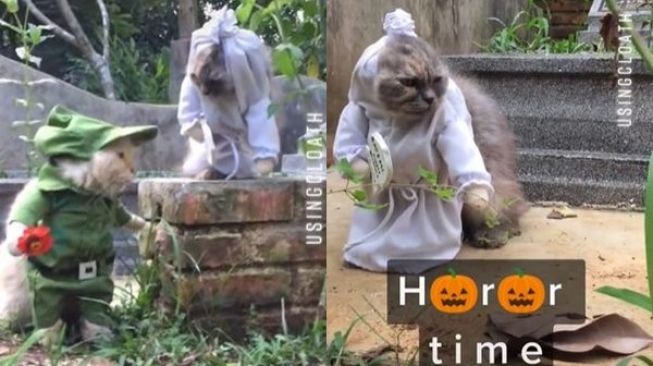 Viral Kucing Pakai Kostum Pocong dan Bawa Nisan di Kuburan, 'Serem Tapi Gemes'