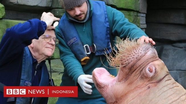 Kisah Dokter Gigi dengan Pasien Macan, Walrus sampai Beruang Kutub Liar