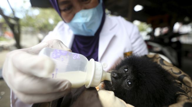 Dokter hewan Balai Konservasi Sumber Daya Alam (BKSDA) Aceh Taing Lubis memberi susu kepada bayi owa siamang (Symphalangus syndactylus) di Banda Aceh, Aceh, Minggu (7/11/2021). [ANTARA FOTO/Irwansyah Putra]