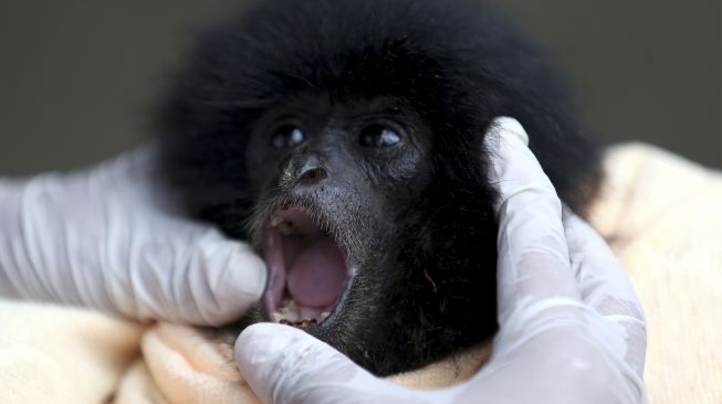 Dokter hewan Balai Konservasi Sumber Daya Alam (BKSDA) Aceh Taing Lubis memerika gigi, mulut, dan mata bayi owa siamang (Symphalangus syndactylus) di Banda Aceh, Aceh, Minggu (7/11/2021). [ANTARA FOTO/Irwansyah Putra]