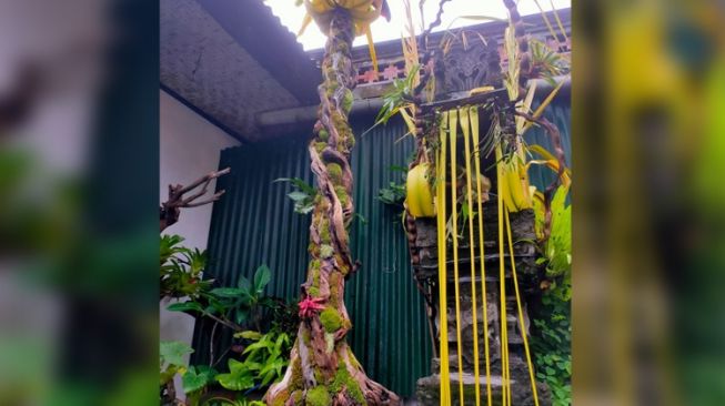 Viral, Warga Gianyar Bali Bikin Penjor Galungan 7 Meter dari Tanaman Hias