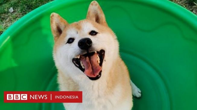 Deng Deng, Anjing yang Ditinggalkan Pemiliknya Terjual Rp358 Juta