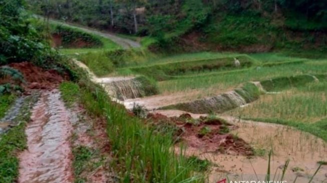 Musim Hujan, Ratusan Hektare Lahan Padi di Jatim Terancam Banjir, Ini Daftar Daerahnya