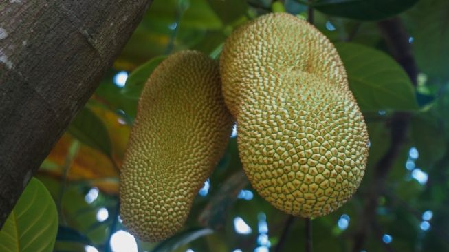 Keberadaannya Jarang Diketahui, Ini 5 Manfaat Buah Cempedak bagi Tubuh