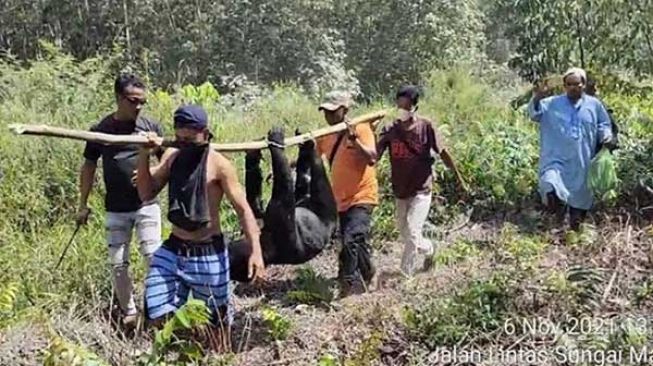 Duh, Beruang Madu Ditemukan Mati Terjerat di Hutan Produksi Siak