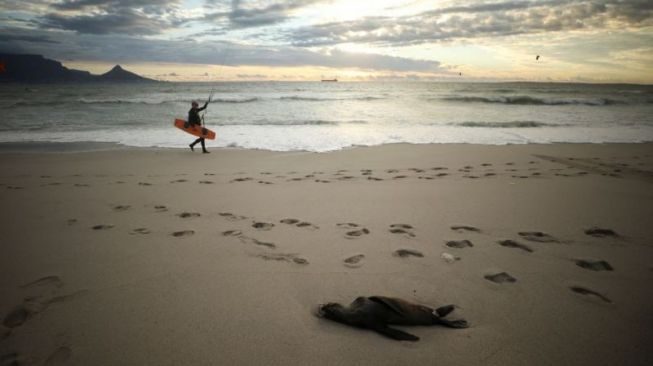 Misterius! Ratusan Anjing Laut Mati Mendadak di Pesisir Cape Town Afrika Selatan