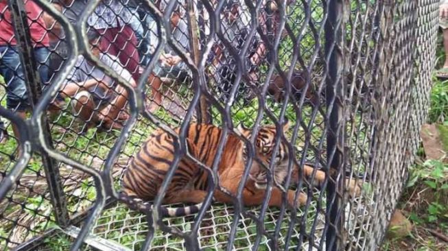 Seekor Harimau Masuk Perangkap di Aceh Selatan