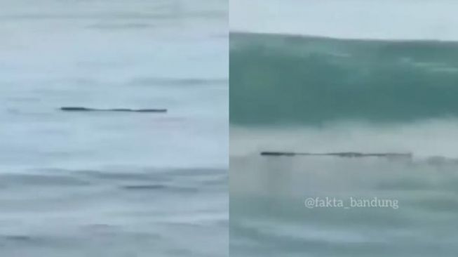 Waspada Benda Mirip Kayu di Pantai, Pas Kena Ombak Ternyata Hewan Reptil Mematikan