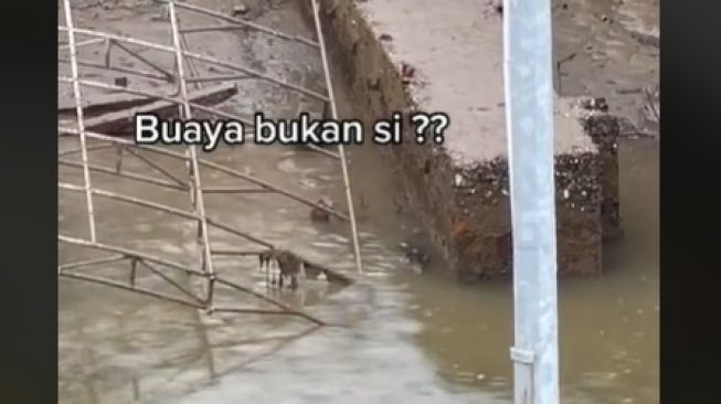 Viral Hewan Bergerak Di Bawah Jembatan (TikTok)