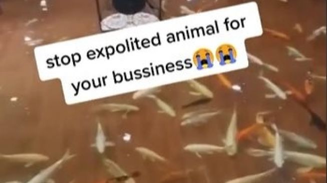 Viral Pelanggan Emosi Lantai Restoran Dipenuhi Ikan Koi: Stop Eksploitasi Hewan!