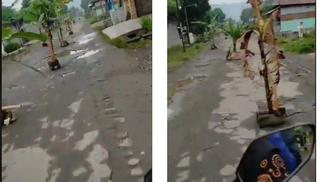 Jalan Rusak Dipasang Pohon Pisang, Pemotor Ini Malah Unjuk Kebolehan