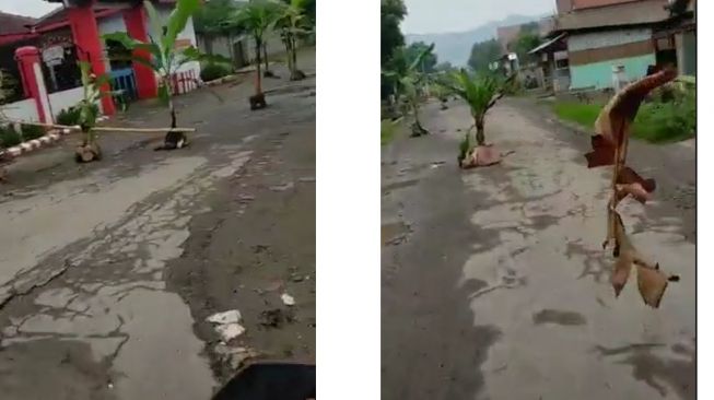 Melihat banyaknya pohon pisang yang tertancap di jalan, pemotor justru unjuk kebolehan (TikTok)