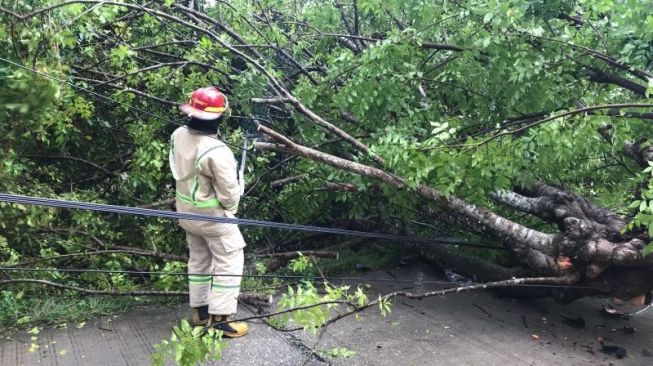 Pemotor di Bojonegoro Tewas Tertimpa Pohon Tumbang