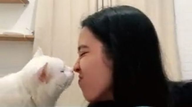 Viral Aksi Kucing Tak Perbolehkan Owner Kerja sampai Diajak Diskusi. (TikTok)