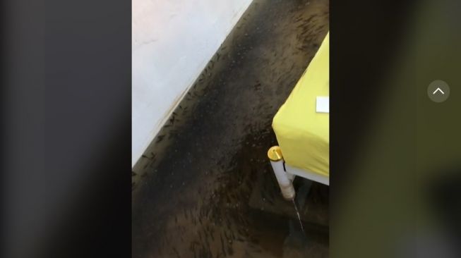 Viral! Gegara Banjir, Kamar Perempuan Ini Berubah Jadi Kolam Ikan