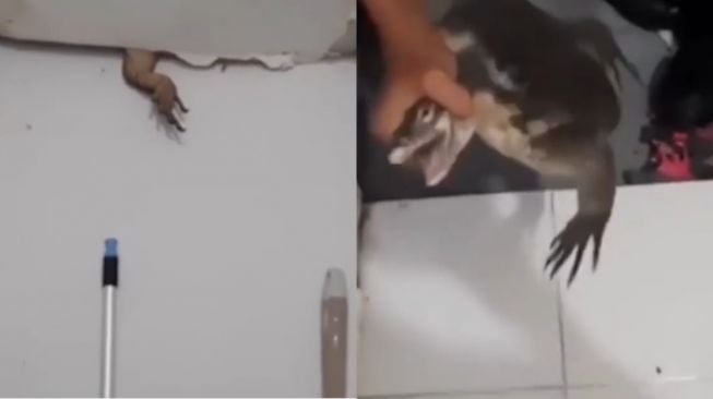 Dua Bulan Sembunyi, Pemilik Rumah Baru Tahu Ada Biawak di Plafon