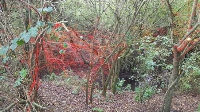 Jaring Merah Misterius Terjerat di Pepohonan di Hutan Bikin Bingung, Laba-laba Mutan?