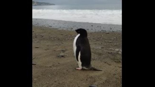 Pingu, penguin adelie yang terdampar di pantai Selandia Baru. (Facebook/Harry Singh)