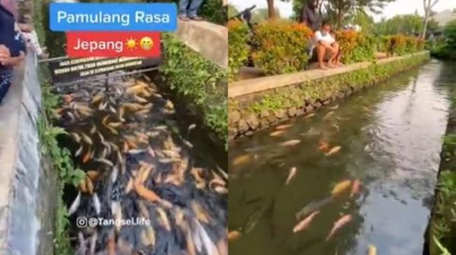 Viral Warga Puri Pamulang Ubah Selokan Jadi Kolam Ikan Koi, Tuai Pro Kontra