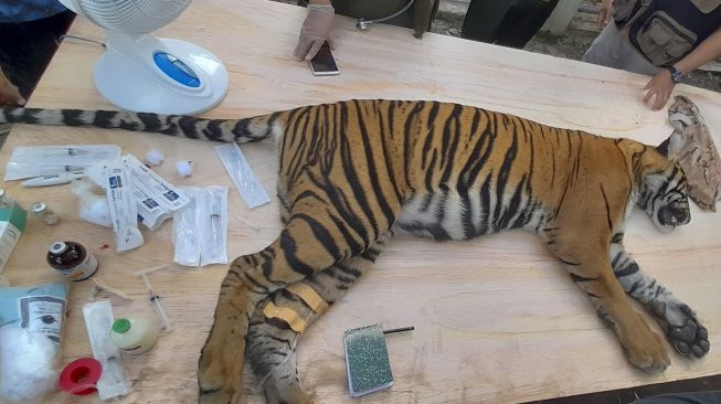 Seekor harimau Sumatra (Panthera tigris sumatrae) betina yang dalam kondisi dibius berada di Conservation Respon Unit (CRU) Desa Naca, Trumon Tengah, Aceh Selatan, Aceh, Jumat (12/11/2021). [ANTARA FOTO/M Alawi Kadafi]