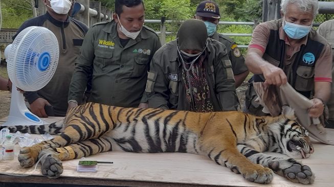 Tim Dokter BKSDA Aceh melakukan pemeriksaan kesehatan harimau Sumatra (Panthera tigris sumatrae) yang masuk ke dalam perangkap jebak (box trap) di Conservation Respon Unit (CRU) Desa Naca, Trumon Tengah, Aceh Selatan, Aceh, Jumat (12/11/2021). [ANTARA FOTO/M Alawi Kadafi]