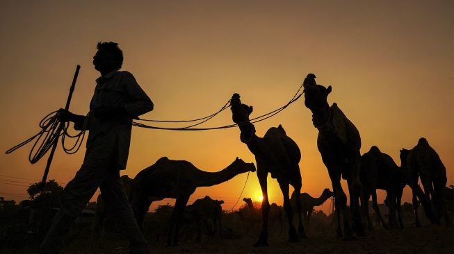 Seorang pedagang unta memimpin unta-untanya di Pameran Unta Pushkar saat matahari terbenam di Pushkar, Rajasthan, India, pada (9/11/2021). [HIMANSHU SHARMA / AFP]