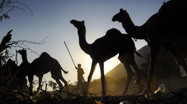 Seorang pedagang unta memimpin unta-untanya di Pameran Unta Pushkar saat matahari terbenam di Pushkar, Rajasthan, India, pada (9/11/2021). [HIMANSHU SHARMA / AFP]