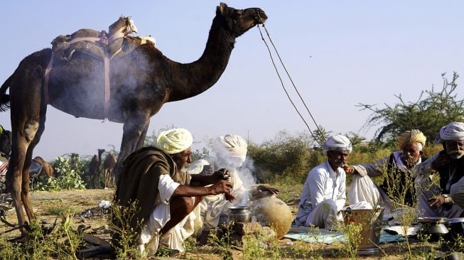 Pedagang unta duduk di sebelah unta mereka selama Pameran Unta Pushkar tahunan di Pushkar, Rajasthan, India, pada (10/11/2021). [HIMANSHU SHARMA / AFP]