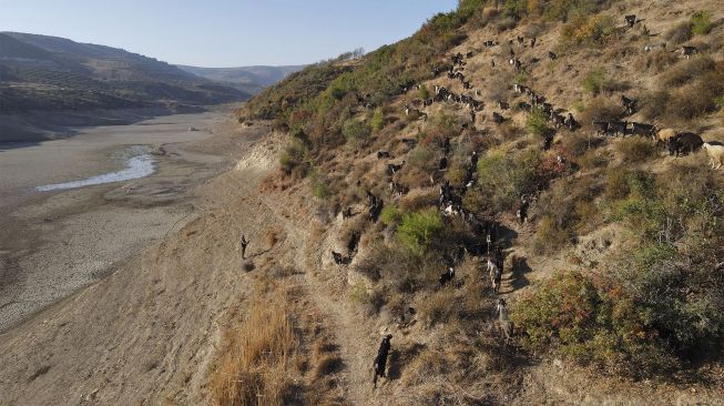 Seorang penggembala memimpin kawanannya di sekitar bendungan Doueisat (Duwaysat) yang hampir kering di luar kota al-Diriyah, Provinsi Idlib, Suriah, pada (9/11/2021). [ABDULAZIZ KETAZ / AFP]