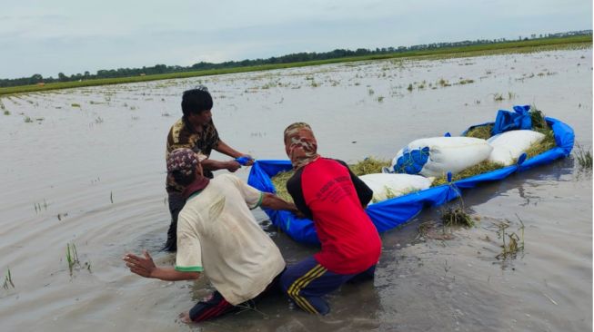 Sungai Way Sekampung Meluap, 425 Ha Tanaman Padi Terendam Banjir