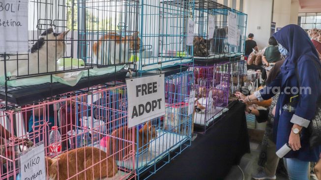 Pengunjung bermain dengan kucing dalam acara Catfest di Senayan Park, Jakarta Pusat, Minggu (14/11/2021). [Suara.com/Alfian Winanto]