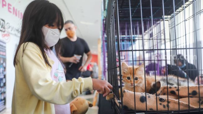 Anak-anak bermain dengan kucing dalam acara Catfest di Senayan Park, Jakarta Pusat, Minggu (14/11/2021). [Suara.com/Alfian Winanto]