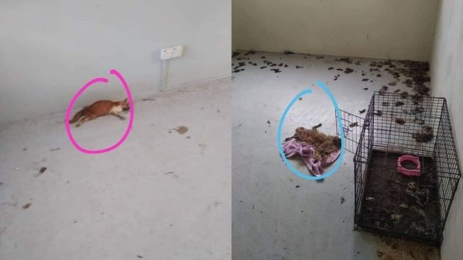 Rumah Kontrakan Super Kotor Ada Bangkai Kucing, Bikin Publik Bergidik (Facebook Khirmanullah Ae)