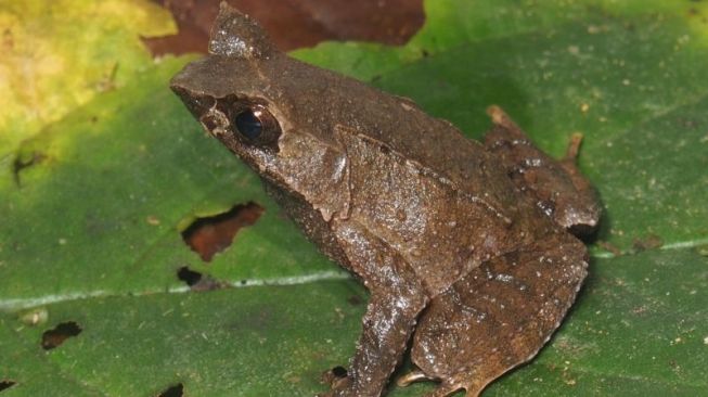 BRIN Temukan dua Spesies Katak Baru dari Sumatra