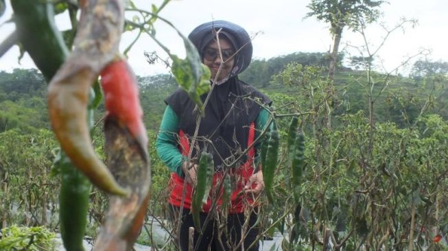 Petani Cabai Jember Menjerit, Tanaman Banyak yang Membusuk Mati Gegara Cuaca Hujan Kini